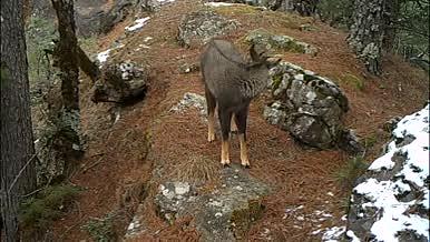 冬天树林中华斑羚觅食动物羊灰色视频的预览图